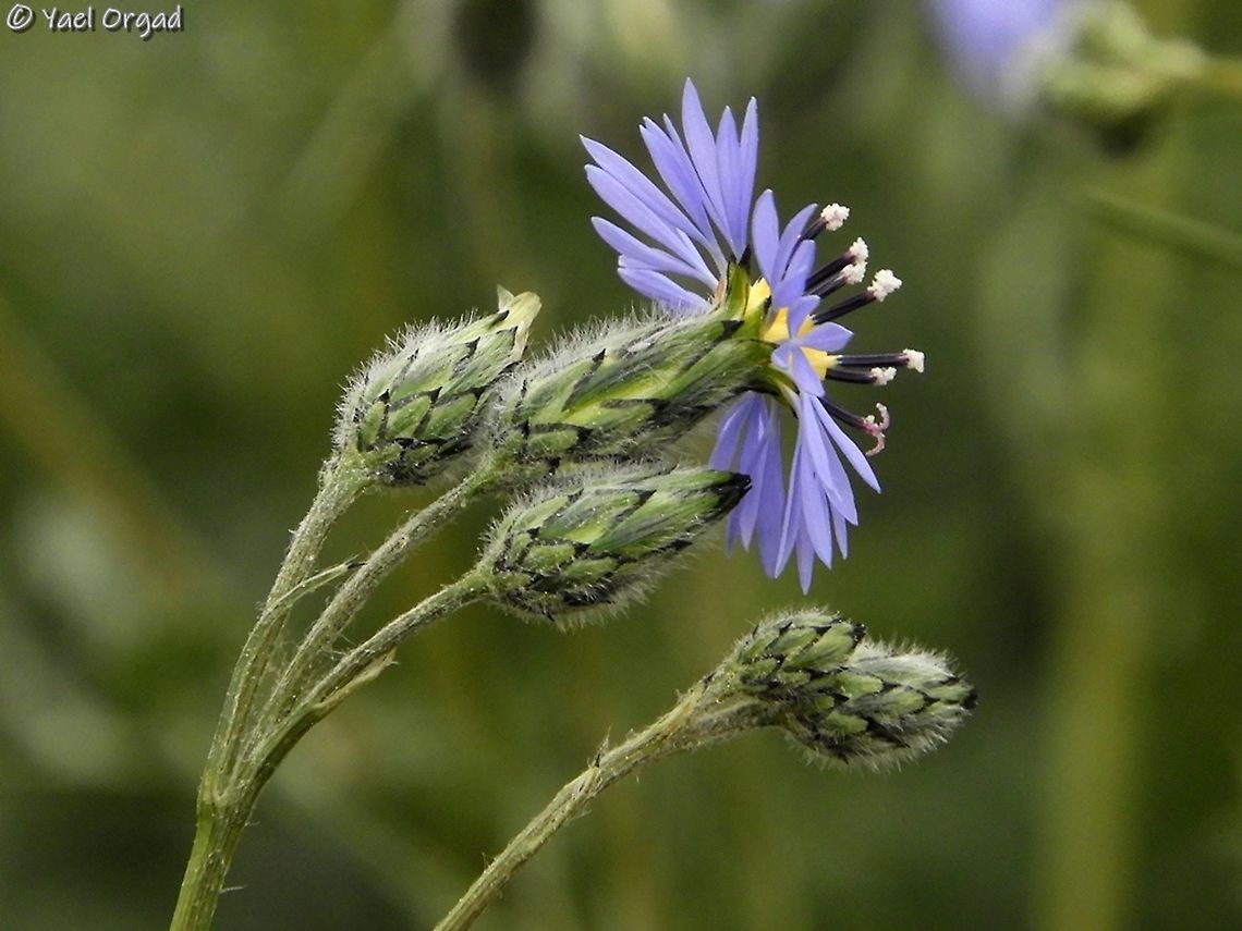 Volutaria crupinoides  Geotagged,Israel,Volutaria crupinoides,Winter