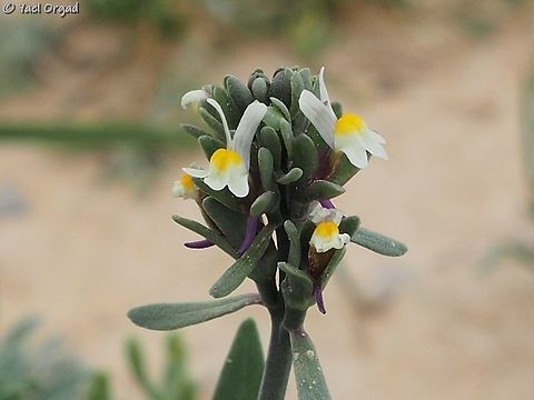 Linaria albifrons tiny species from the sands of the desert Geotagged,Israel,Linaria albifrons,Winter