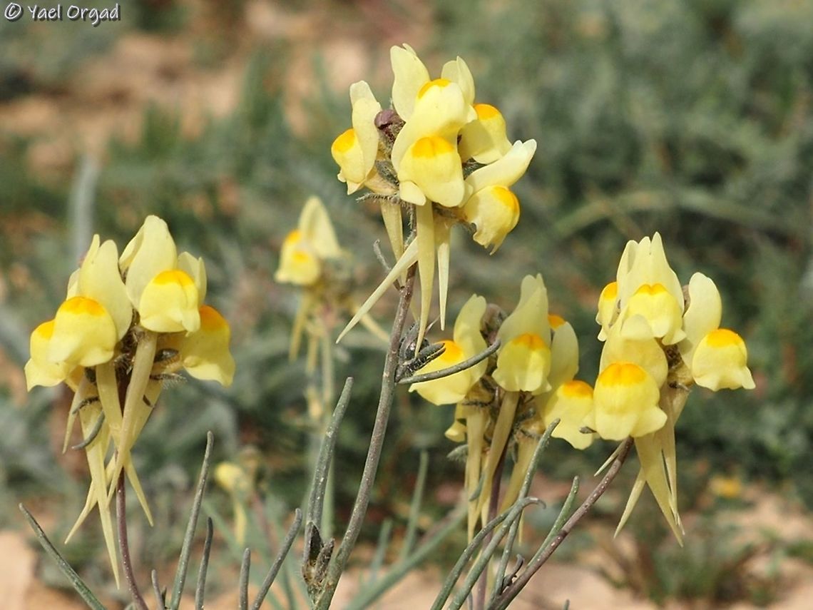 Linaria haelava the "regular" color is yellow.  Geotagged,Israel,Linaria haelava,Winter