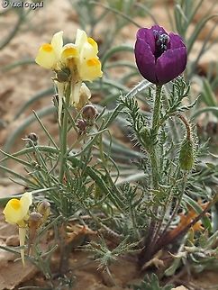Roemeria hybrida and Linaria haelava  Geotagged,Israel,Roemeria hybrida,Winter