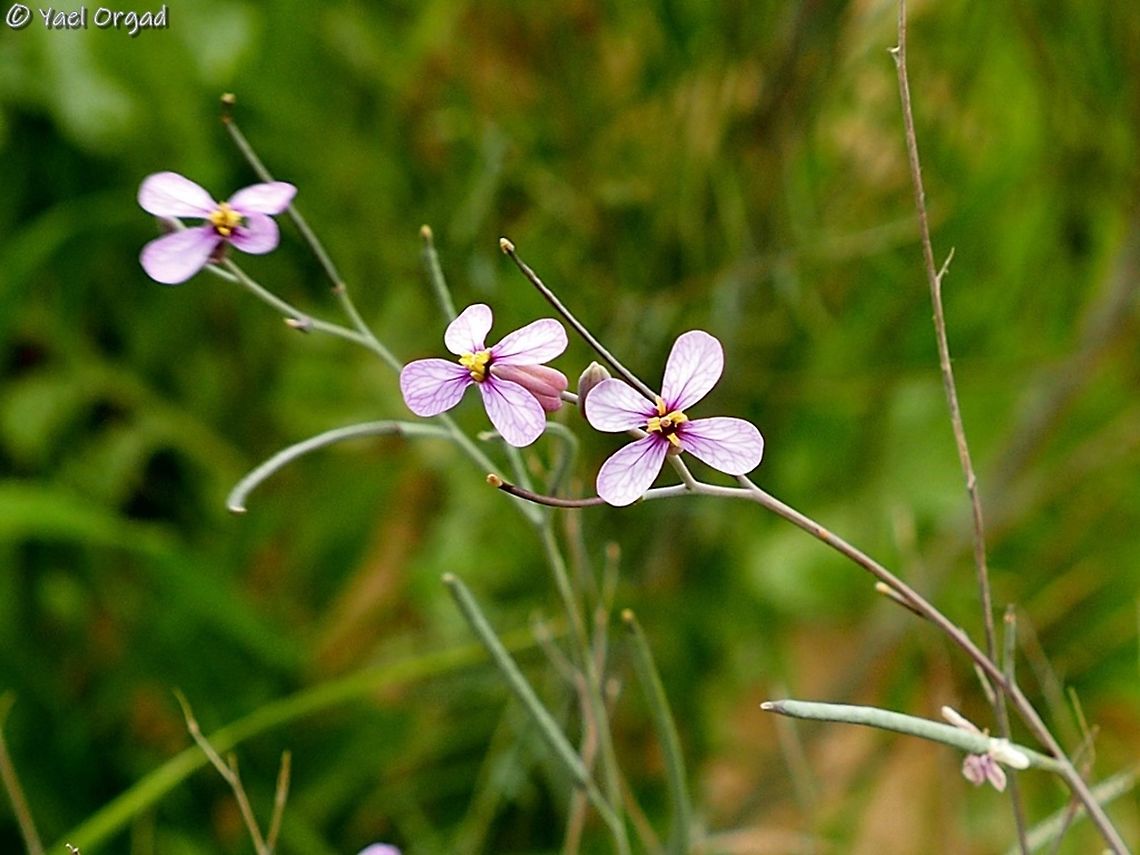 Moricandia nitens  Geotagged,Israel,Moricandia nitens,Winter