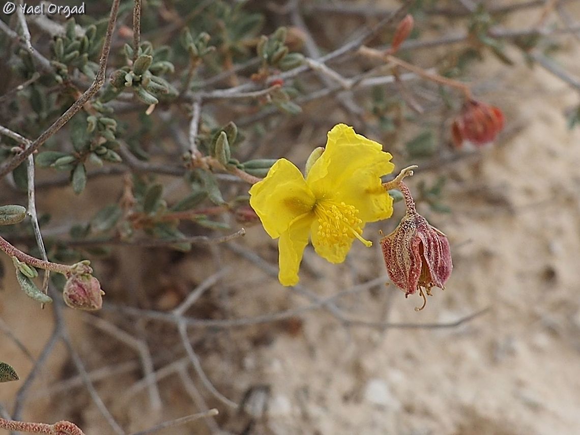 Helianthemum ventosum  Geotagged,Helianthemum ventosum,Israel,Winter