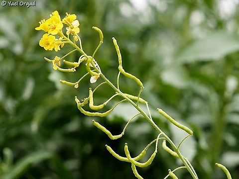 Nasturtiopsis coronopifolia  Geotagged,Israel,Nasturtiopsis coronopifolia,Winter