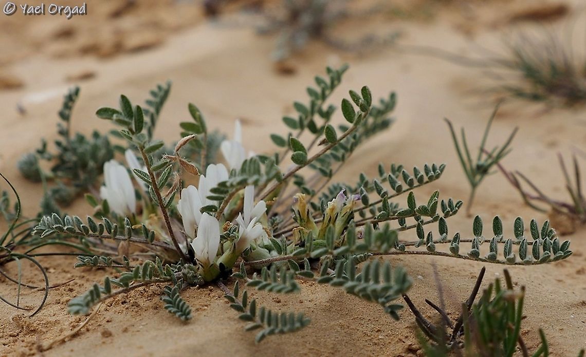 Astragalus tribuloides  Astragalus asterias,Astragalus tribuloides,Geotagged,Israel,Winter