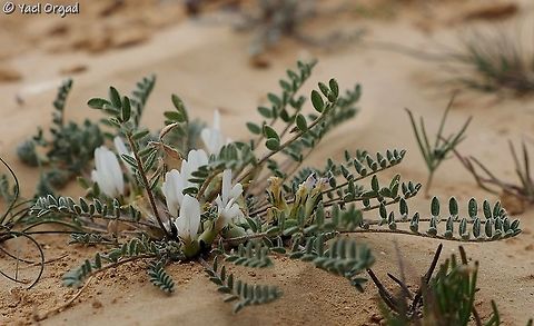 Astragalus tribuloides  Astragalus asterias,Astragalus tribuloides,Geotagged,Israel,Winter