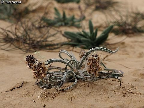 Plantago ovata  Blond plantain,Geotagged,Israel,Plantago ovata,Winter