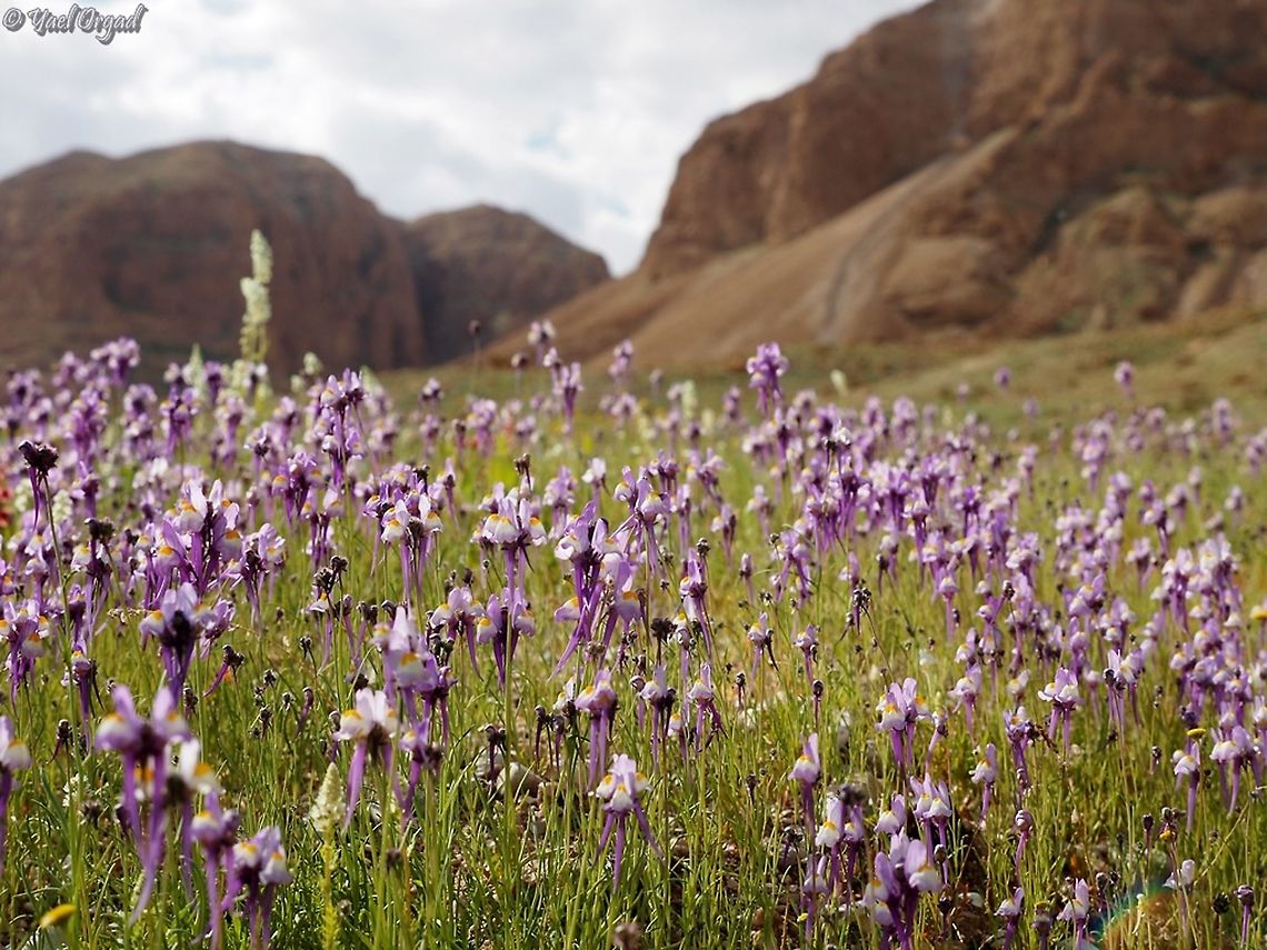 Linaria haelava overlooking Kidron Gorge, above the dead sea Geotagged,Linaria haelava,Winter