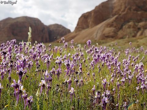 Linaria haelava overlooking Kidron Gorge, above the dead sea Geotagged,Linaria haelava,Winter