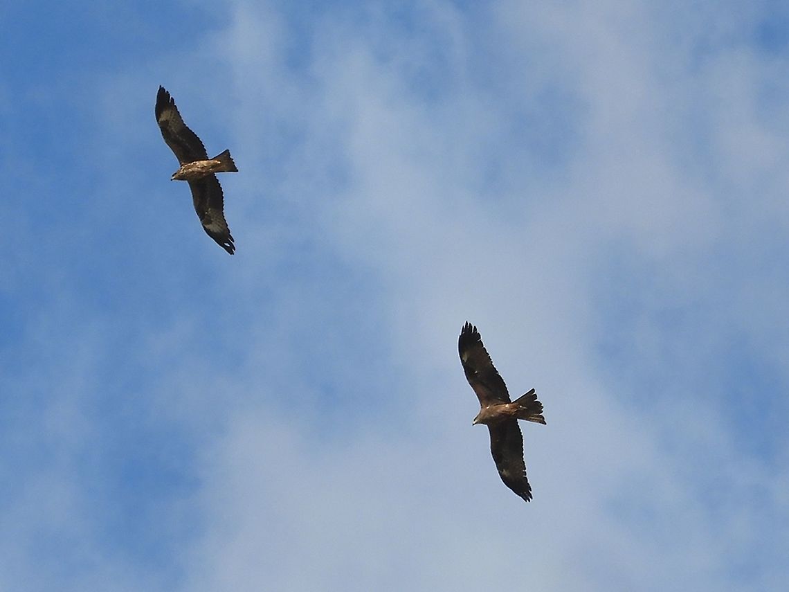 Milvus migrans  Black kite,Israel,Jordan Valley,Milvus migrans