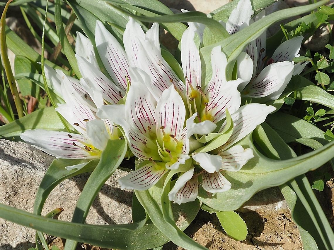 Androcymbium palaestinum  Androcymbium palaestinum,Geotagged,Winter