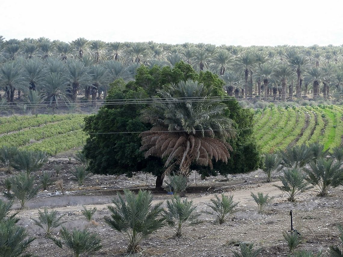 Balanites aegyptiaca  Balanites aegyptiaca,Israel,Jordan Valley