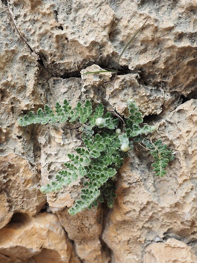 Cosentinia vellea  Cosentinia,Cosentinia vellea,Israel,Jordan Valley