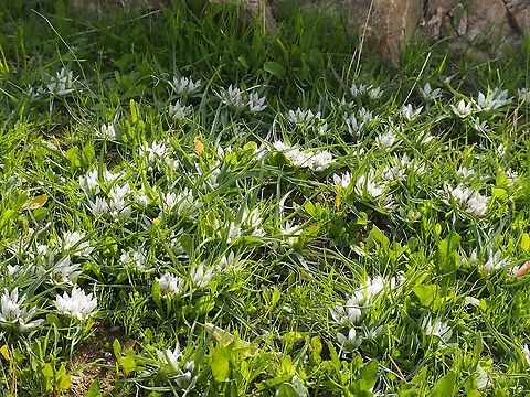 Androcymbium palaestinum, Israel  Androcymbium palaestinum,Geotagged,Winter
