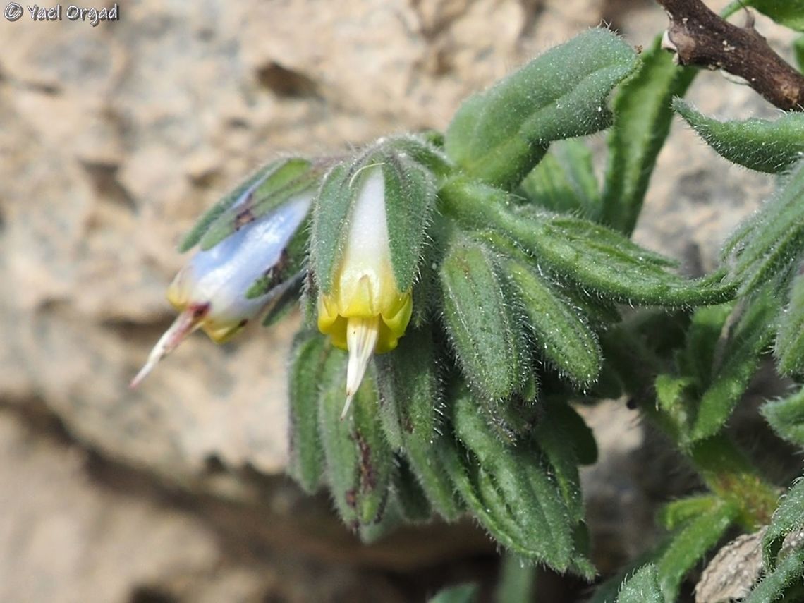 Podonosma orientalis  Golden Drop,Israel,Jordan Valley,Podonosma orientalis