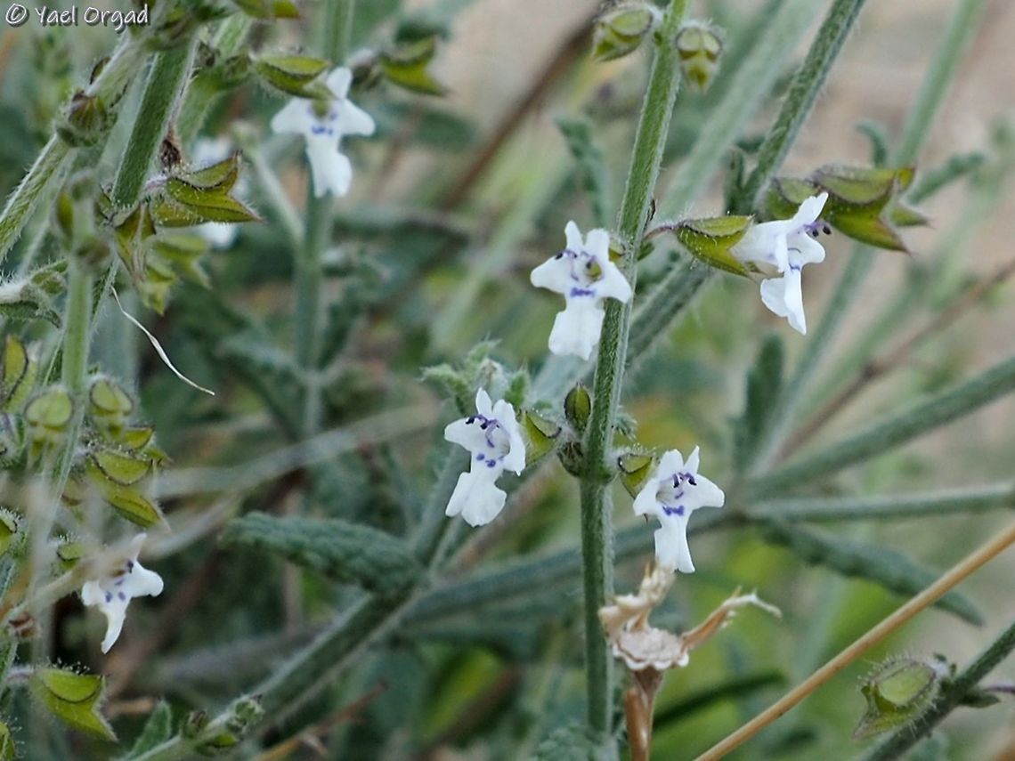 Salvia aegyptiaca one of the smallest sages - each flower is only 3 mm in size. but a real beauty :-) Israel,Jordan Valley,Salvia aegyptiaca