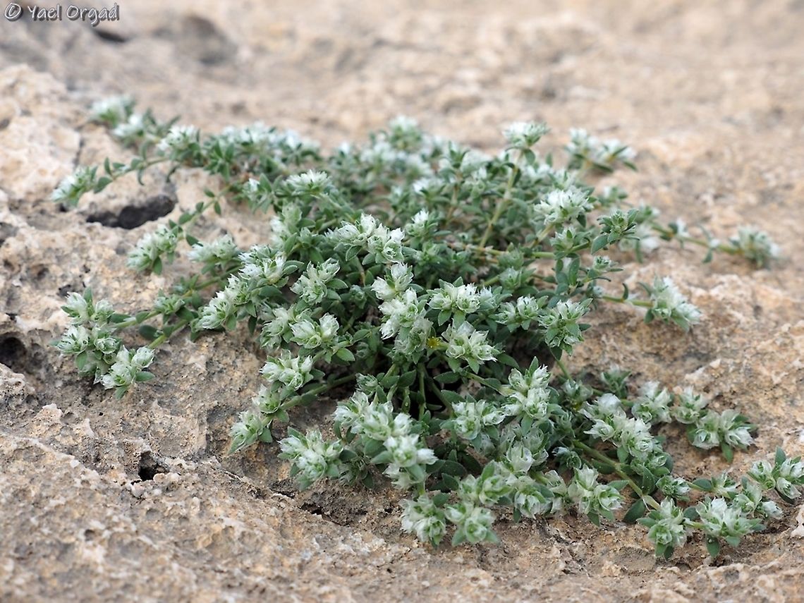 Paronychia sinaica  Israel,Jordan Valley,Paronychia sinaica