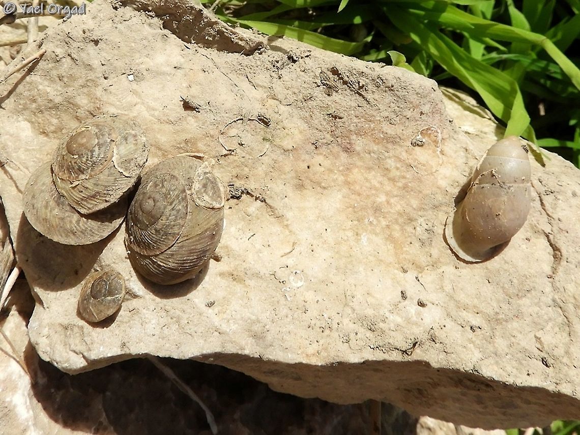 Levantina spiriplana and Buliminus labrosus Levantina spiriplana on the left, Buliminus labrosus on the right Buliminus labrosus,Israel,Jordan Valley,Levantina spiriplana