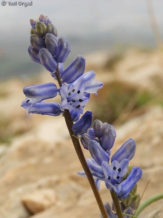 Hyacinthella nervosa a lovely and tiny bulb Hyacinthella nervosa,Israel,Jordan Valley