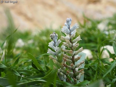 Bellevalia desertorum  Bellevalia desertorum,Geotagged,Israel,Jordan Valley,Winter