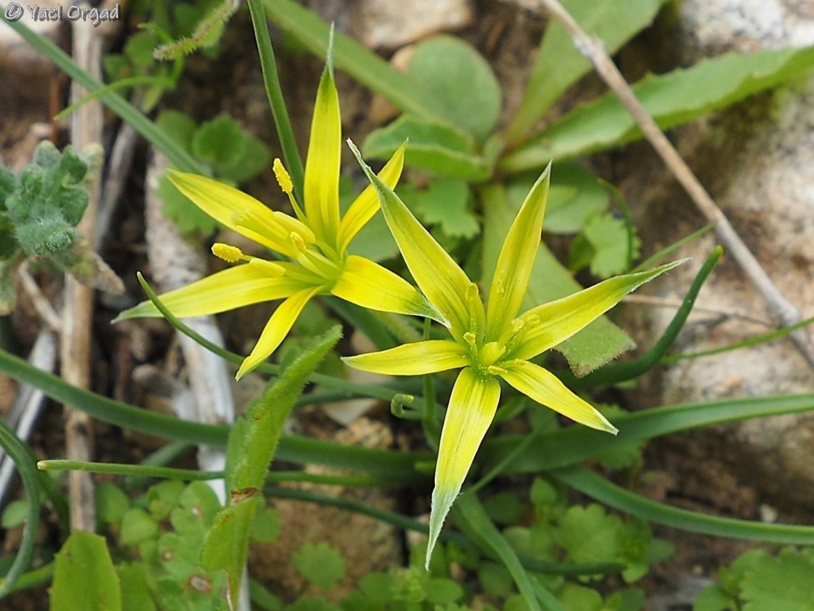 Gagea fibrosa  Gagea fibrosa,Israel,Jordan Valley,winter