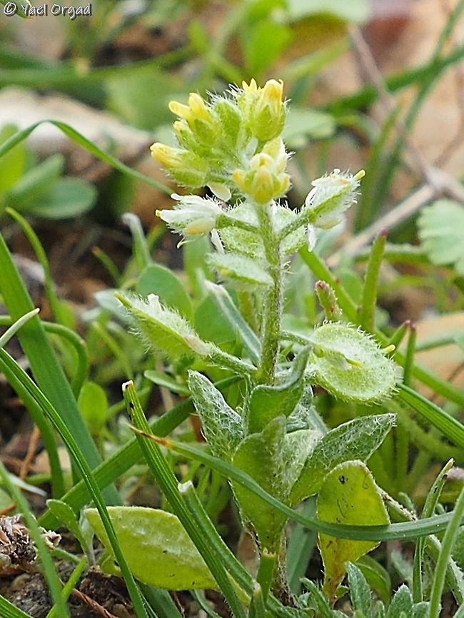Alyssum simplex  Alyssum simplex,Israel,Jordan Valley,Winter
