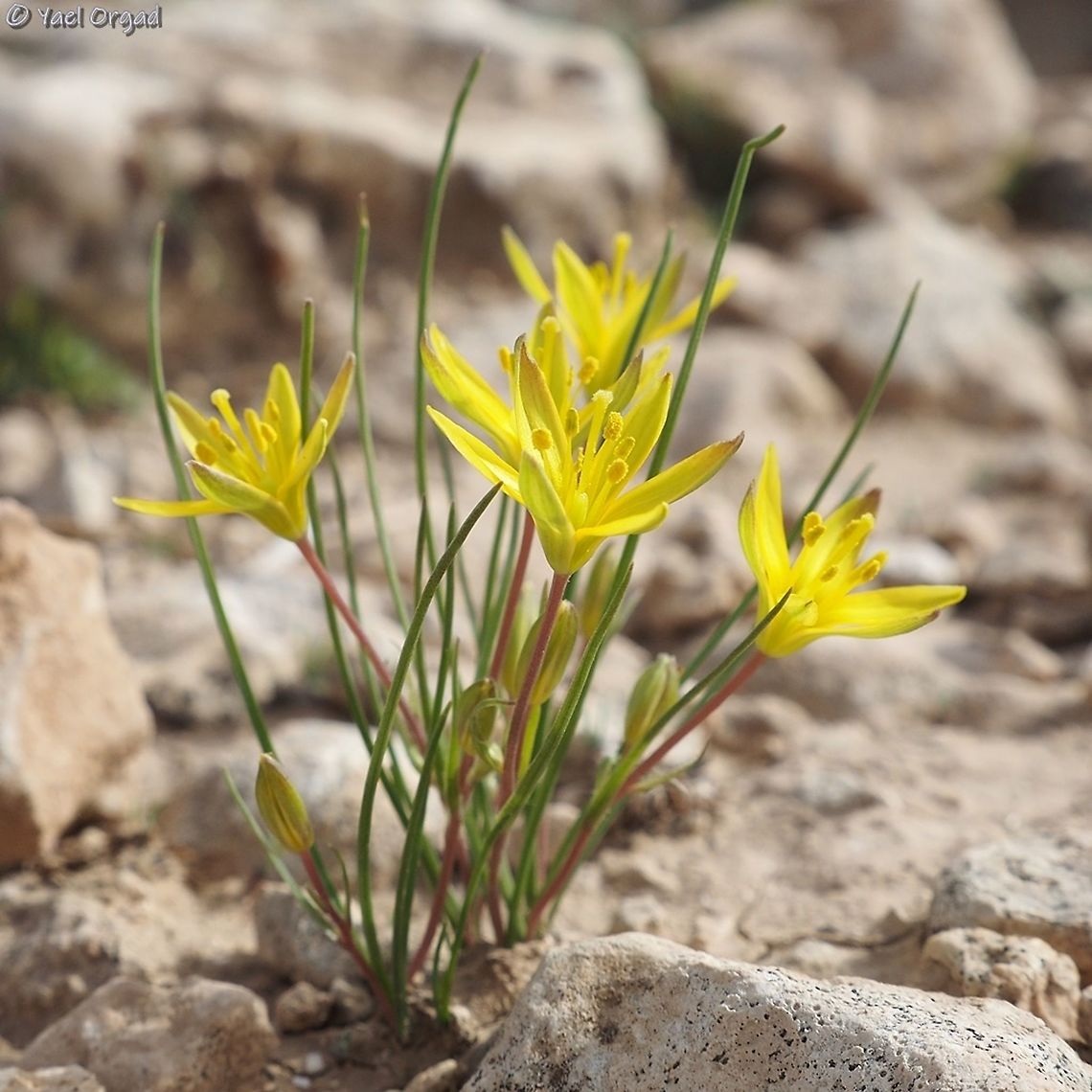 Gagea chlorantha  Gagea chlorantha,Israel,Jordan Valley,Winter