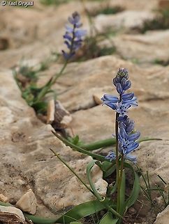 Hyacinthella nervosa small beautiful desert bulb, close to Hyacinth and Muscari. 
few more of this, because I really like it.  Geotagged,Hyacinthella nervosa,Israel,Sartaba,Winter