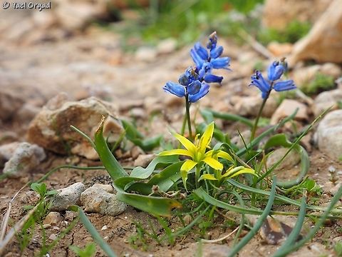 Gagea fibrosa and Hyacinthella nervosa Because I really love the color combination  Gagea fibrosa,Geotagged,Hyacinthella nervosa,Israel,Sartaba,Winter