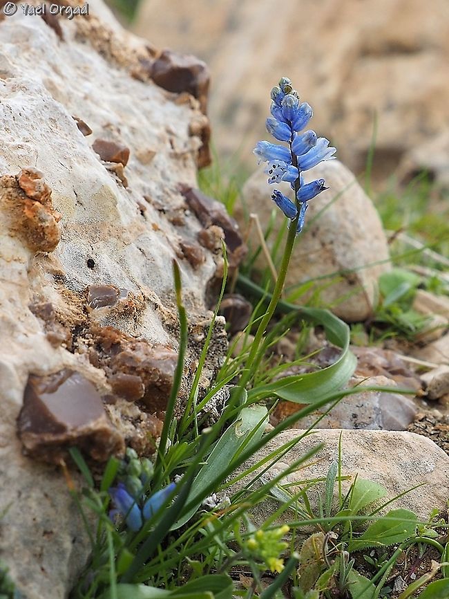 Hyacinthella nervosa  Geotagged,Hyacinthella nervosa,Israel,Sartaba,Winter