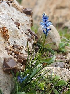 Hyacinthella nervosa  Geotagged,Hyacinthella nervosa,Israel,Sartaba,Winter