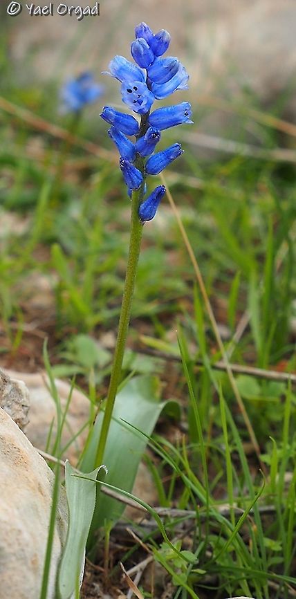 Hyacinthella nervosa with extra-lovely blue color Geotagged,Hyacinthella nervosa,Israel,Sartaba,Winter
