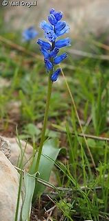 Hyacinthella nervosa with extra-lovely blue color Geotagged,Hyacinthella nervosa,Israel,Sartaba,Winter