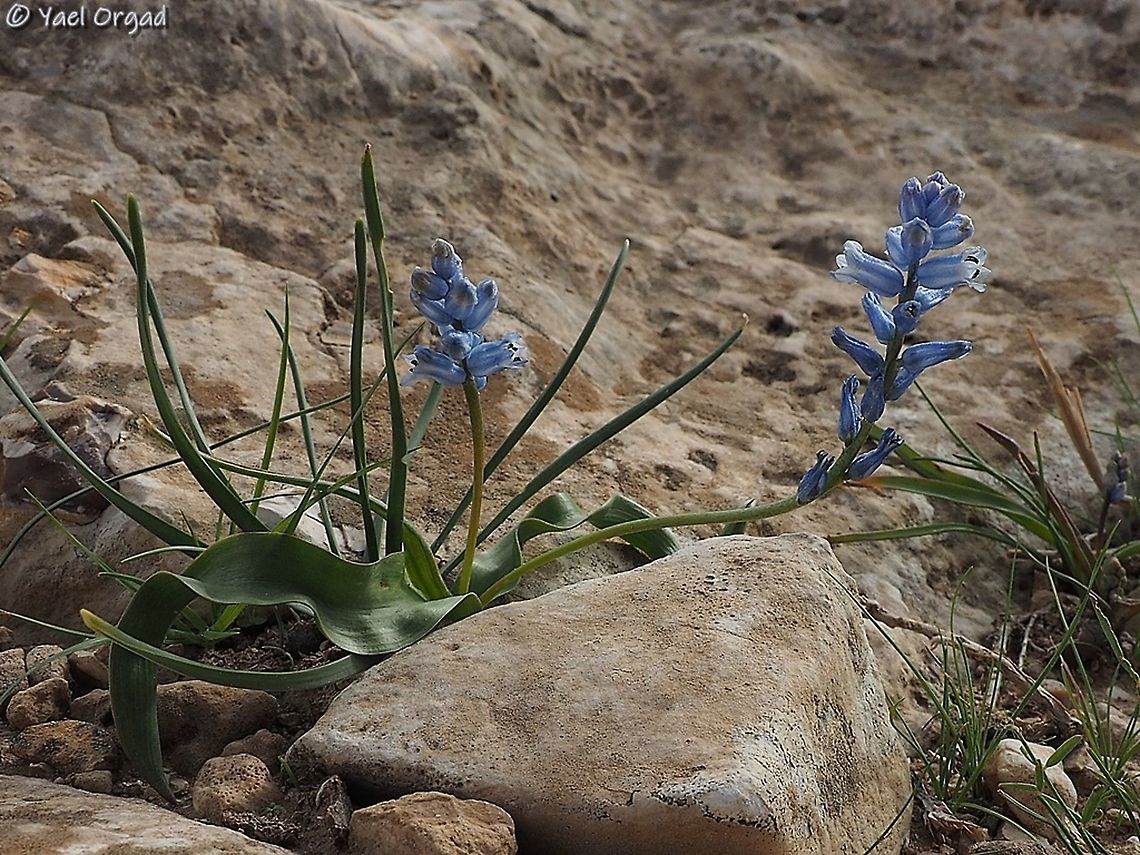Hyacinthella nervosa  Geotagged,Hyacinthella nervosa,Israel,Sartaba,Winter