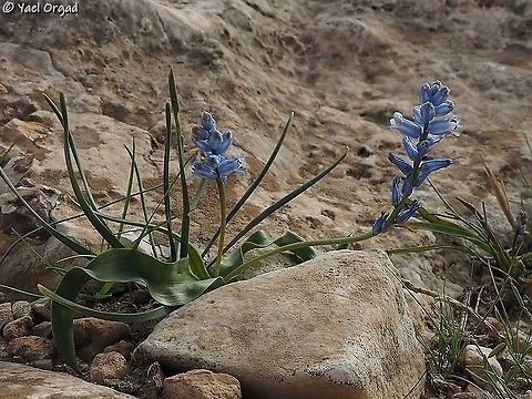 Hyacinthella nervosa  Geotagged,Hyacinthella nervosa,Israel,Sartaba,Winter