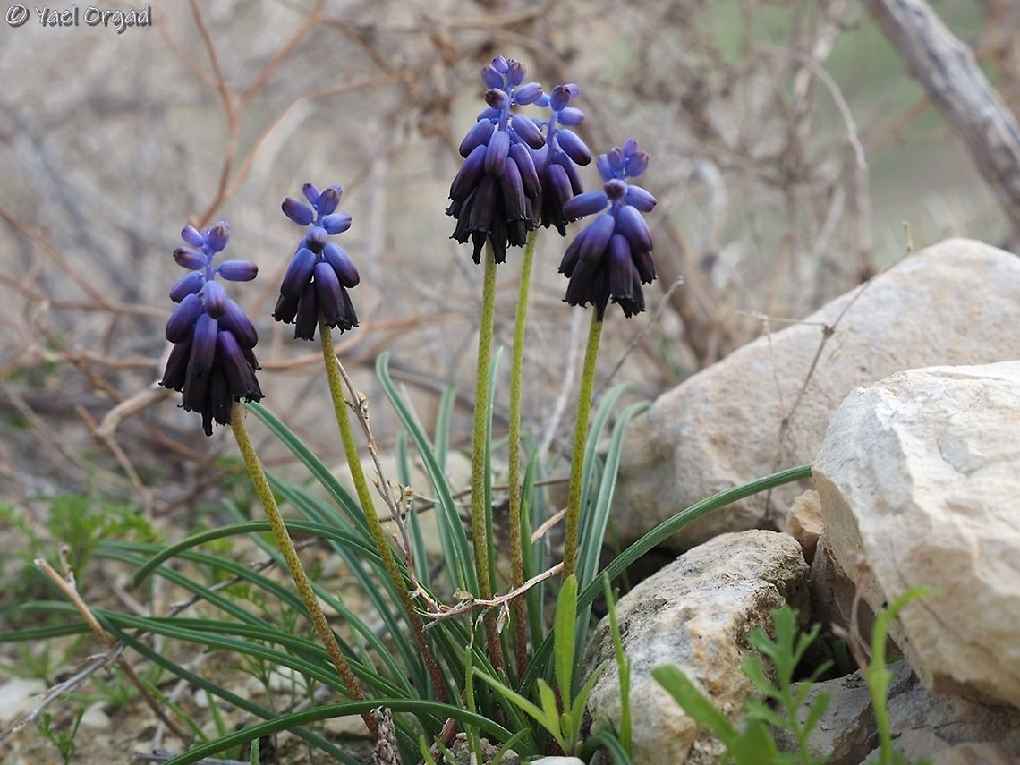 Muscari inconstrictum  Israel,Muscari inconstrictum,Sartaba,winter