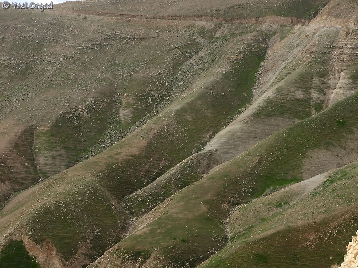 The slopes of Sartaba Peak I think the slopes of this mountain are really unique and beautiful. <br />
<br />
this is the mountain&#039;s peak: <br />
<figure class="photo"><a href="https://www.jungledragon.com/image/89704/sartaba_peak.html" title="Sartaba Peak"><img src="https://s3.amazonaws.com/media.jungledragon.com/images/3519/89704_thumb.JPG?AWSAccessKeyId=05GMT0V3GWVNE7GGM1R2&Expires=1767225610&Signature=60q1f8xhGfrrX0XZffBXq7g9k00%3D" width="200" height="150" alt="Sartaba Peak this peak is very prominent in its surrounding, standing 377m above sea level (the Jordan Valley beneath it is 300 m below sea level, so it&#039;s much more impressive there). <br />
in Biblical times, when messages were passed using bonfires on peaks, this was one of the peaks that helped pass messages from Jerusalem to the Galilee and north.<br />
During the rule of the Maccabees (that rebelled against the Greek, and had a small kingdom in the region after that) there was a fortress on the peak of the mountain. <br />
<br />
these are the slopes:<br />
https://www.jungledragon.com/image/89705/the_slopes_of_sartaba_peak.html Geotagged,Israel,Jordan Valley,Sartaba,Winter" /></a></figure> Israel,Jordan Valley,Sartaba