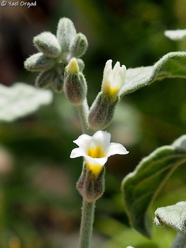 Heliotropium maris-mortui  Dead Sea,Dead sea Heliotrope,Geotagged,Heliotropium maris-mortui,Israel,Winter