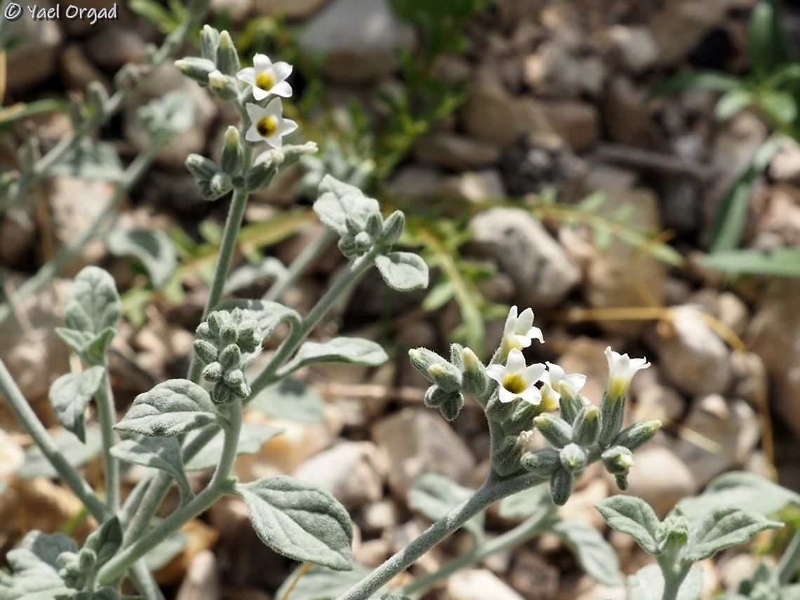 Heliotropium maris-mortui  Dead Sea,Dead sea Heliotrope,Heliotropium maris-mortui,Winter