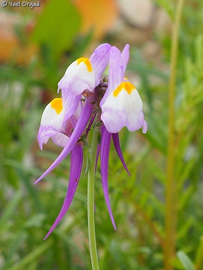 Linaria haelava  Dead Sea,Geotagged,Israel,Linaria haelava,Winter