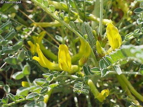 Astragalus dactylocarpus  Astragalus dactylocarpus,Dead Sea,Geotagged,Israel,Winter