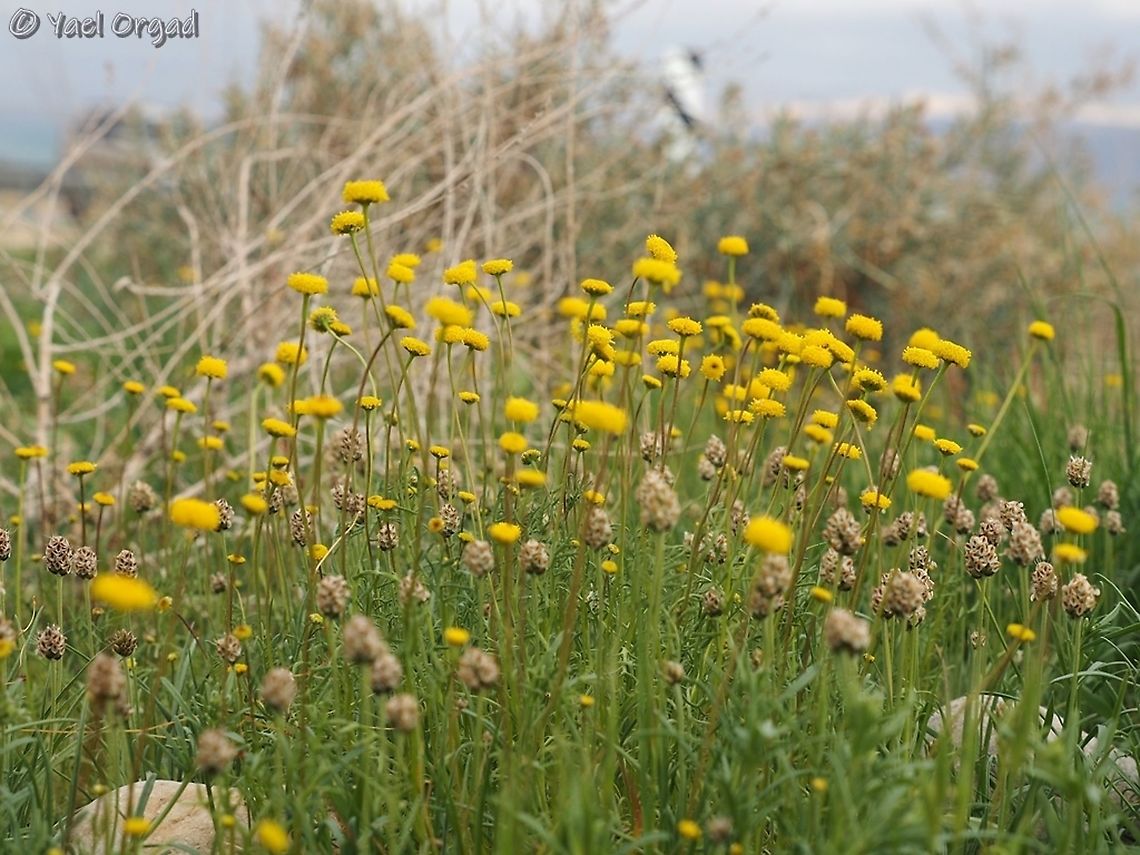 Aaronsohnia factorovskyi  Aaronsohnia factorovskyi,Dead Sea,Geotagged,Israel,Winter
