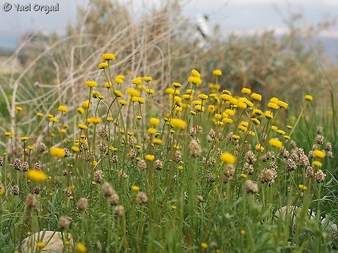 Aaronsohnia factorovskyi  Aaronsohnia factorovskyi,Dead Sea,Geotagged,Israel,Winter