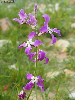 Matthiola livida  Dead Sea,Israel,Matthiola livida