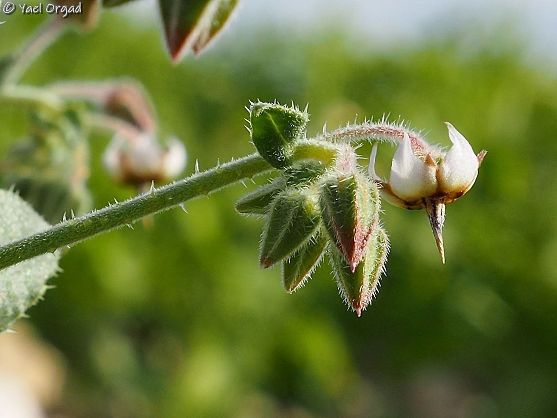 Trichodesma africana  African Barbbell,Dead Sea,Israel,Trichodesma africana,winter