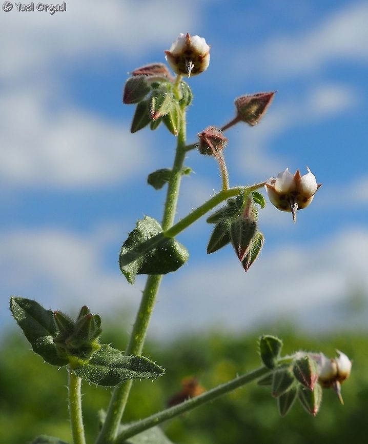 Trichodesma africana  African Barbbell,Dead Sea,Geotagged,Israel,Trichodesma africana,Winter