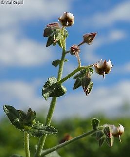 Trichodesma africana  African Barbbell,Dead Sea,Geotagged,Israel,Trichodesma africana,Winter