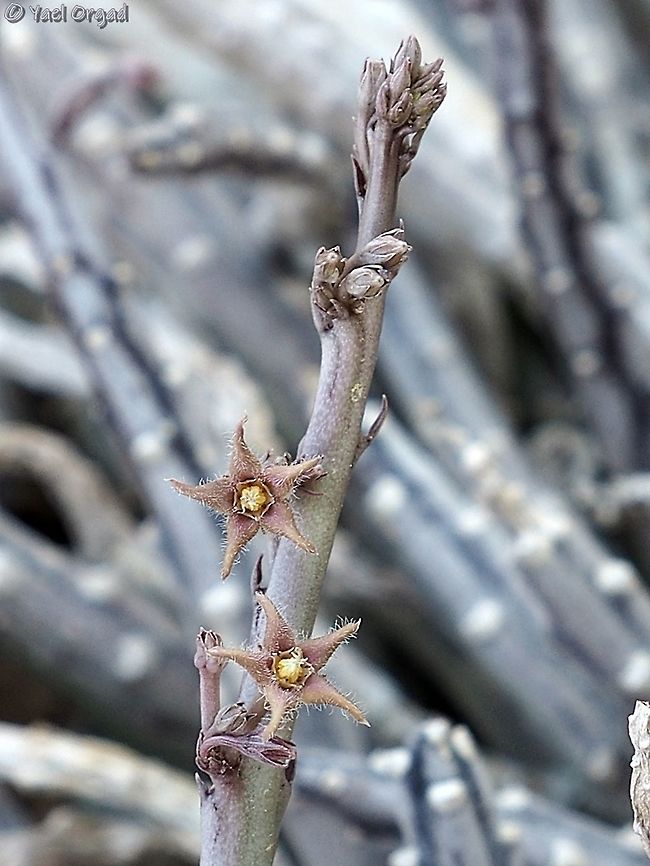 Caralluma sinaica  Caralluma sinaica,Geotagged,Winter