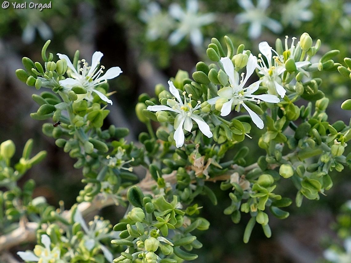 Zygophyllum dumosum  Israel,Zygophyllum dumosum,winter