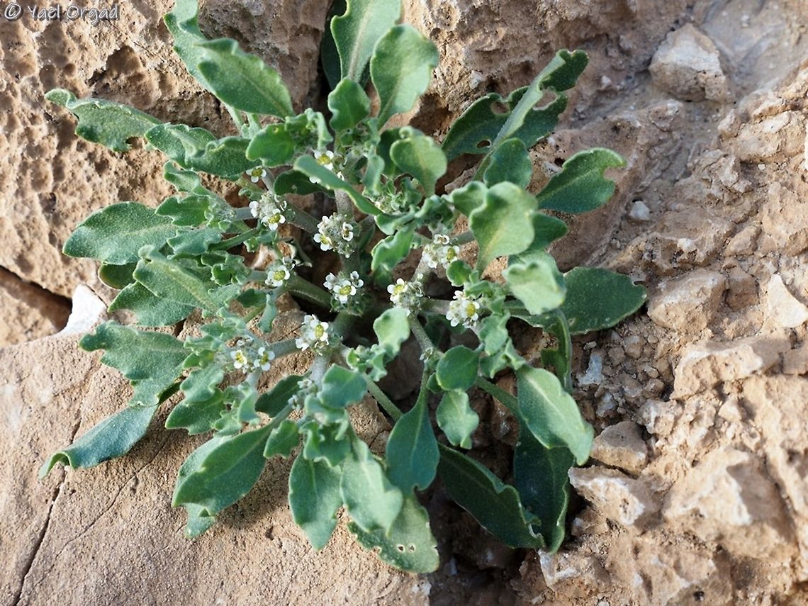 Anastatica hierochuntica the hebrew common name is &quot;true lily of Jericho&quot;  Anastatica,Anastatica hierochuntica,Geotagged,Winter