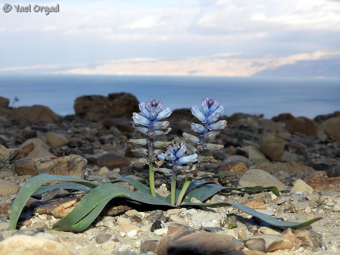 Bellevalia desertorum  Bellevalia desertorum,Geotagged,Winter